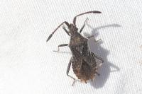 Coriomeris denticulatus