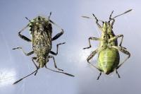 Stictopleurus punctatonervosus