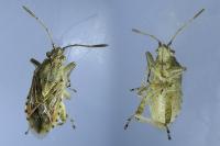 Stictopleurus abutilon