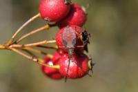 Gonocerus acuteangulatus