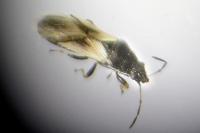 Metopoplax ditomoides