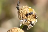 Metopoplax ditomoides