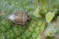 Eysarcoris ventralis