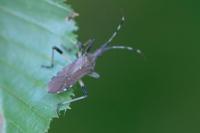 Dicranocephalus albipes