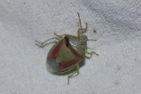 Piezodorus lituratus