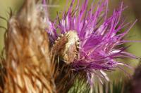 Dolycoris baccarum