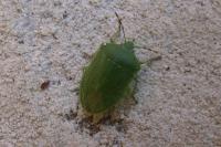 Nezara viridula