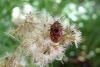 Eurydema ornata