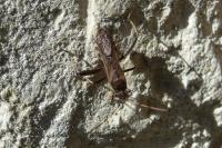 Camptopus lateralis