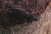Aneurus avenius