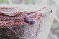 Aneurus avenius