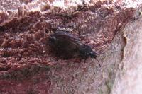 Aneurus avenius