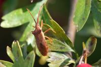 Gonocerus acuteangulatus