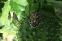 Dolycoris baccarum