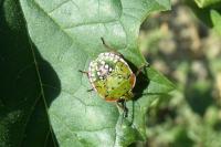 Nezara viridula