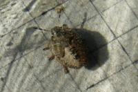 Dolycoris baccarum