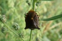 Pentatoma rufipes