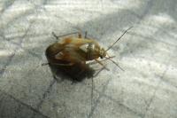 Lygus pratensis