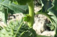 Stictocephala alta