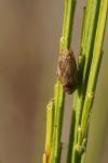 Philaenus spumarius