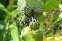 Nezara viridula
