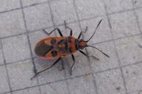 Corizus hyoscyami