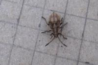 Stictopleurus