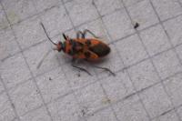 Corizus hyoscyami