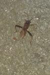 Camptopus lateralis