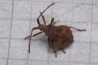 Coreus marginatus