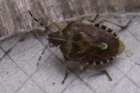 Dolycoris baccarum