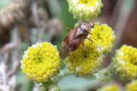 Lygus pratensis