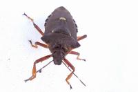 Pinthaeus sanguinipes
