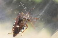 Pinthaeus sanguinipes