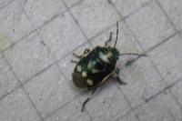 Eurydema oleracea