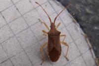 Gonocerus acuteangulatus