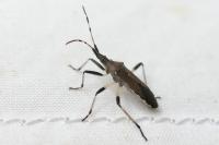 Dicranocephalus albipes