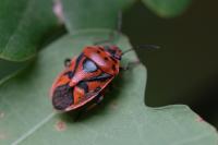 Eurydema ornata