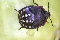 Nezara viridula