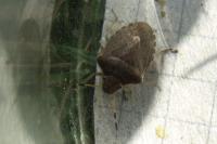 Peribalus strictus