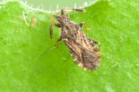 Strobilotoma typhaecornis