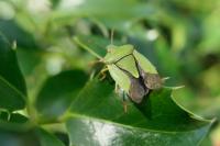 Palomena prasina
