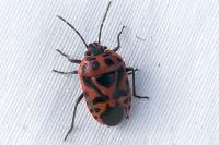Eurydema ornata