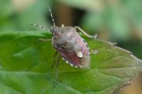 Dolycoris baccarum