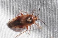 Lygus pratensis