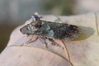 Ledra aurita