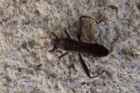 Camptopus lateralis