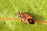 Melanocoryphus albomaculatus