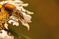 Calocoris roseomaculatus