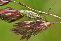 Leptopterna dolabrata